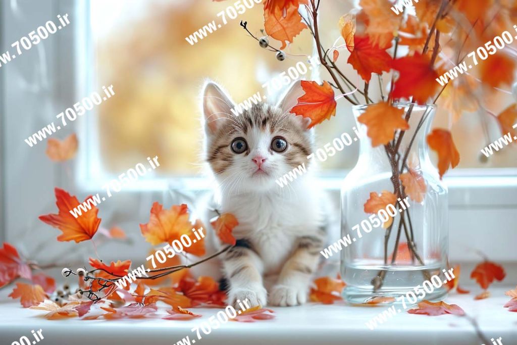 دانلود عکس با کیفیت بچه گربه کیوت برای طراحی و نقاشی