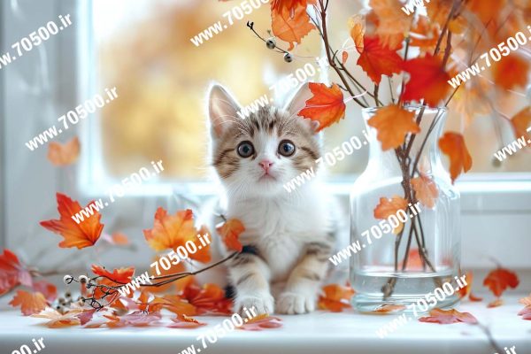 دانلود عکس با کیفیت بچه گربه کیوت برای طراحی و نقاشی