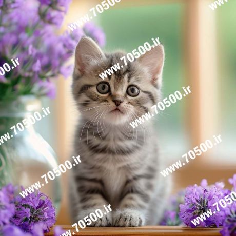 دانلود عکس با کیفیت بچه گربه کیوت برای طراحی و نقاشی