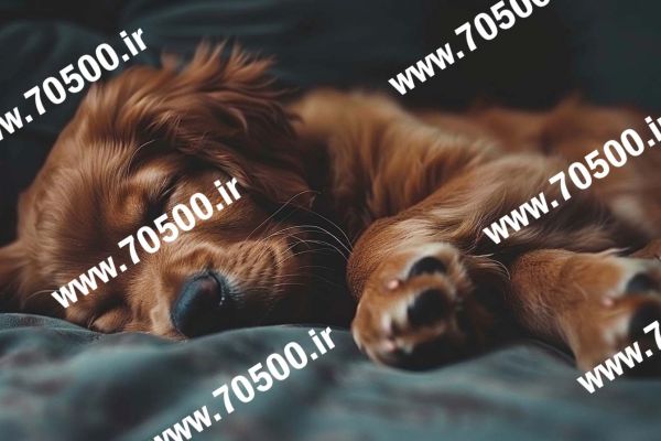 فروش عکس با کیفیت سگ خواب