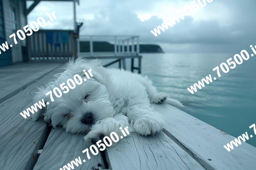 دانلود عکس با کیفیت سگ کنار دریا