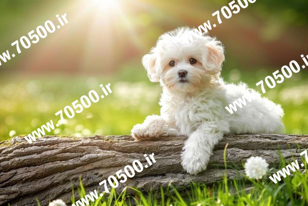 عکس با کیفیت سگ با مزه