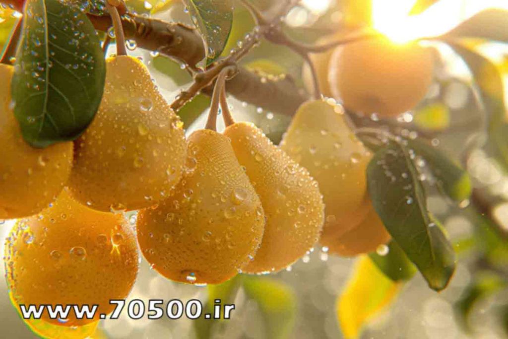 عکس میوه گلابی