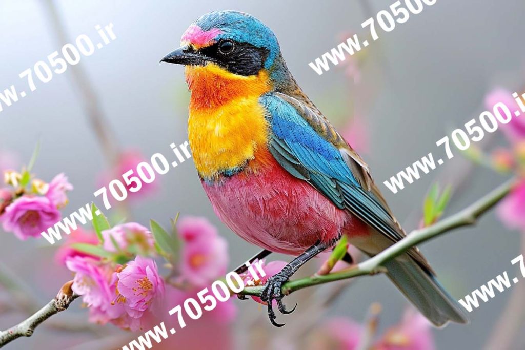دانلود عکس پرنده هنری