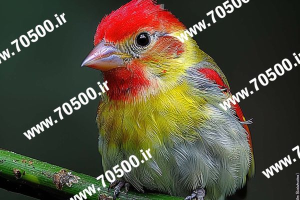 عکس پرنده کیفیت بالا