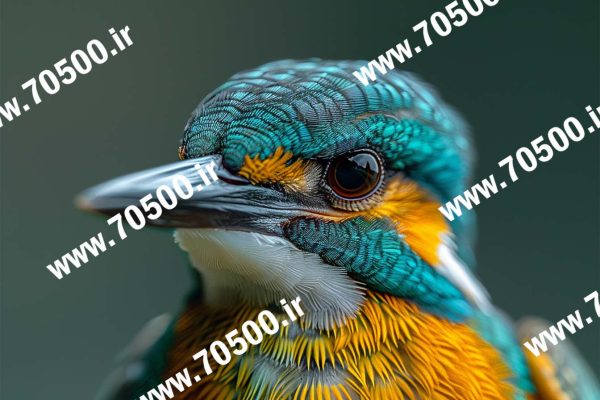 دانلود عکس پرنده زیبا