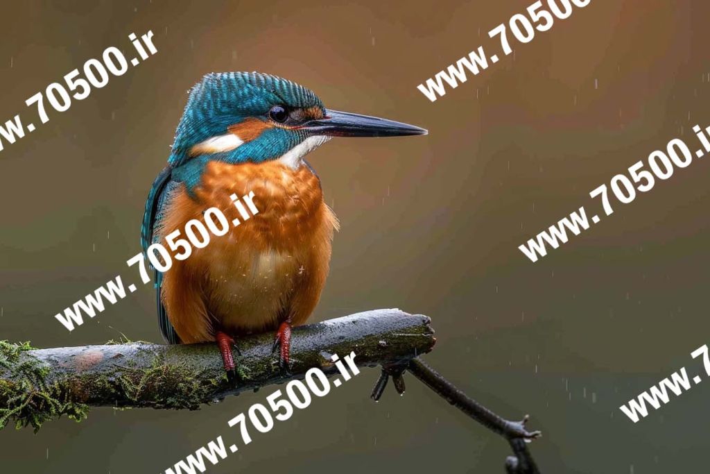 تصویر پرنده برای طراحی