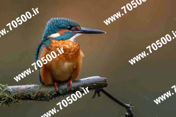تصویر پرنده برای طراحی