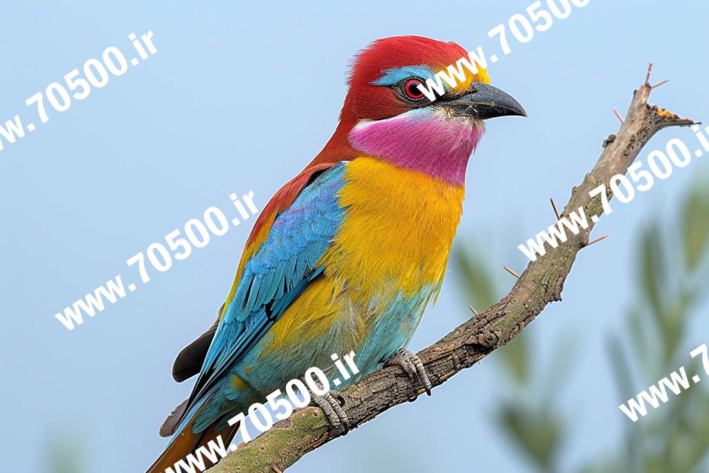 دانلود عکس پرنده HD