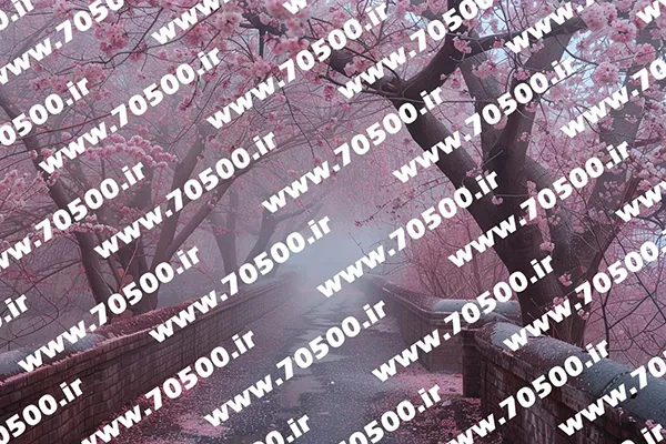 دانلود عکس منظره شکوفه های گیلاس