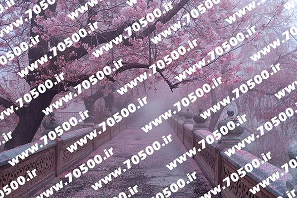 عکس منظره شکوفه های گیلاس